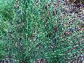 Javelin Juncus / Juncus pallidus 